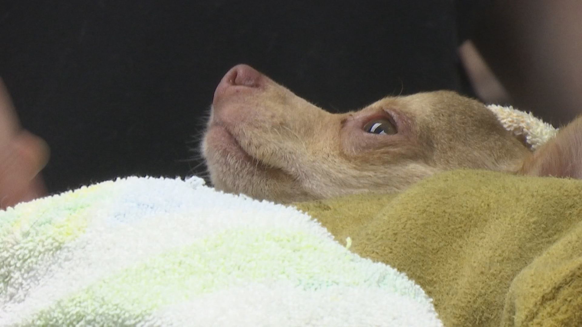 chihuahuas 2.jpg